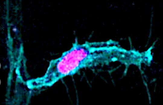 cell-division.jpg