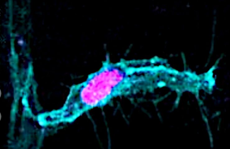 cell-division.jpg