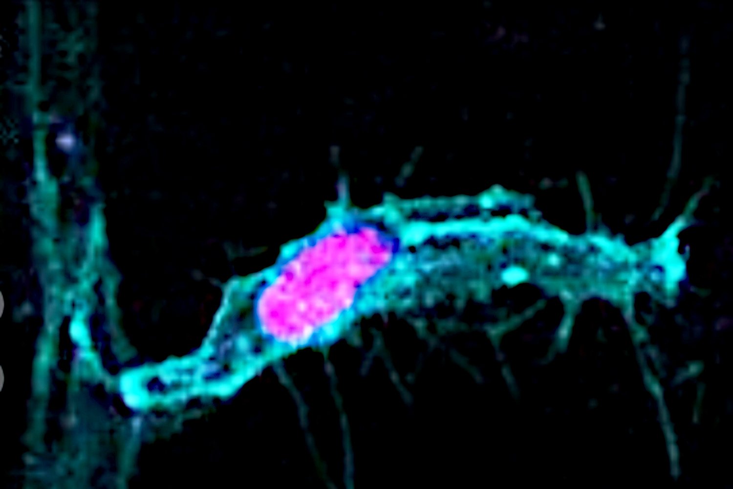 cell-division.jpg