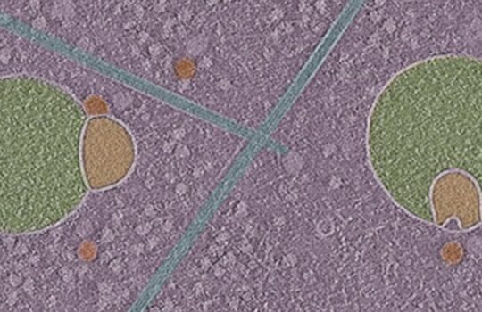 Hemifusome2_gizmodo-1200×675.jpg