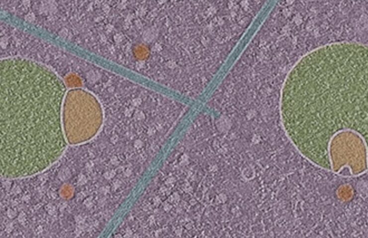 Hemifusome2_gizmodo-1200×675.jpg