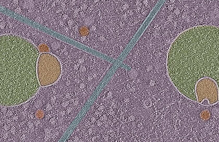 Hemifusome2_gizmodo-1200×675.jpg