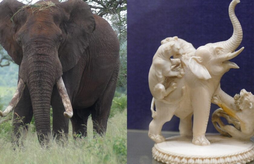 elephant-tusks-ivory-1200×675.jpg