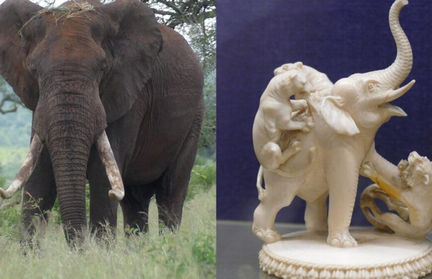 elephant-tusks-ivory-1200×675.jpg