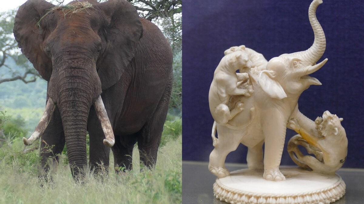 elephant-tusks-ivory-1200×675.jpg