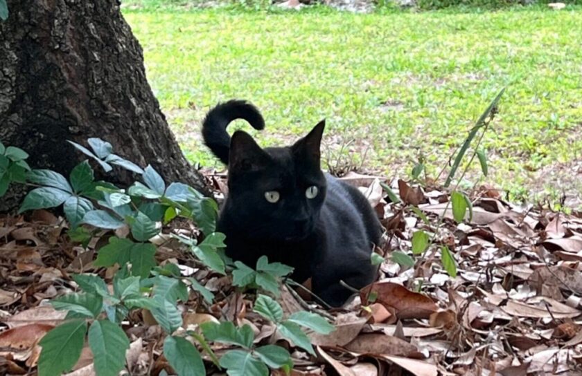 PepperTheScienceCat-1200×675.jpg